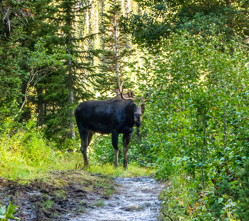 Moose on the White Pine trail 9-14-17