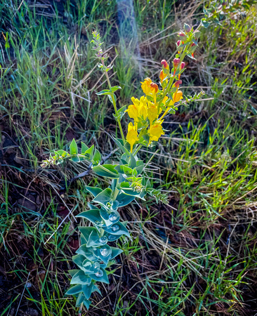 Butter-and-Eggs (Common Toadflax) 5/24/21