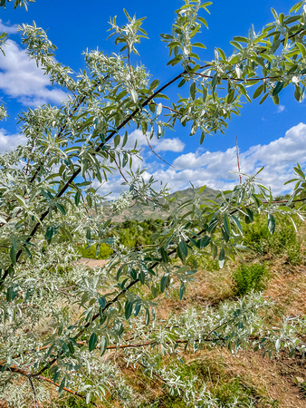 Russian Olive, Elaeagnus angustifolia 5/24/21