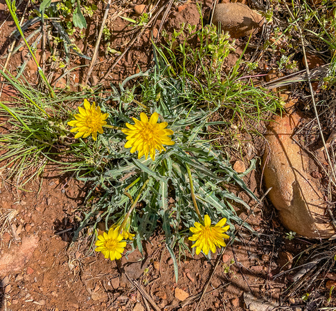 Mountain Dandelion, Agoseris grandiflora 5/25/21