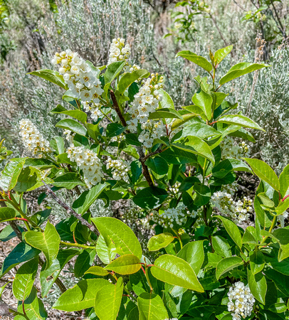 Common Chokeberry, Prunus virginiana 5/31/21