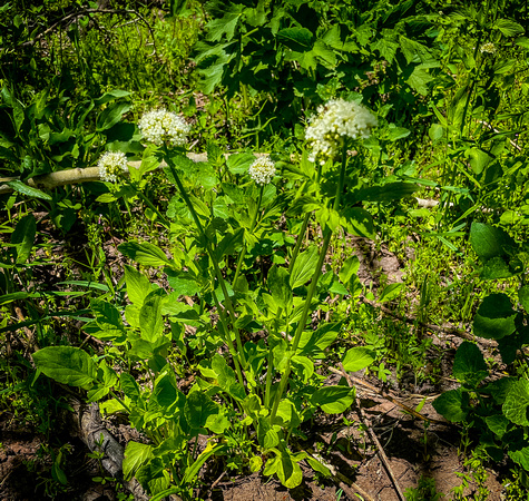 Common Valerian, Valeriana  officinalis 6/5/21