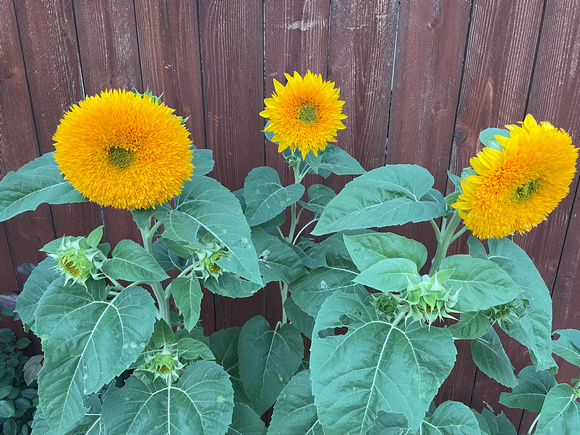 Teddybear Sunflower, Helianthus annuus 9/10/23