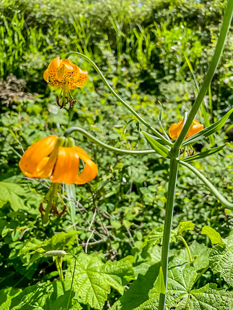 Tiger Lily, Lilium columbianum 6/20/21