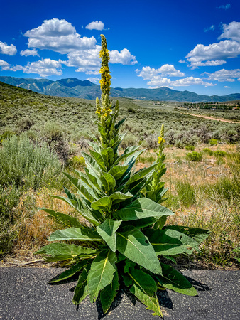 Common Mullein ( called Kongslys in Norway, used for torches in the old days), Verbascum thapsus 6/2