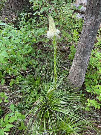 Common Beargrass, Xerophyllum tenax 7/1/21