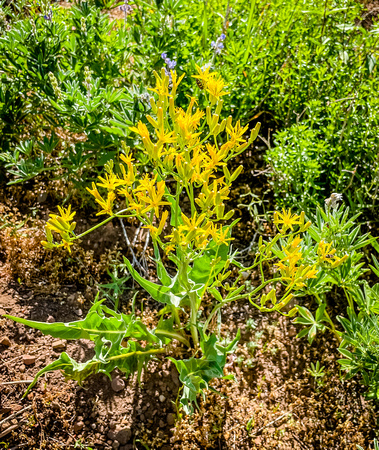 Mountain Hacksbeard, Crepis  acuminata 7/2/21