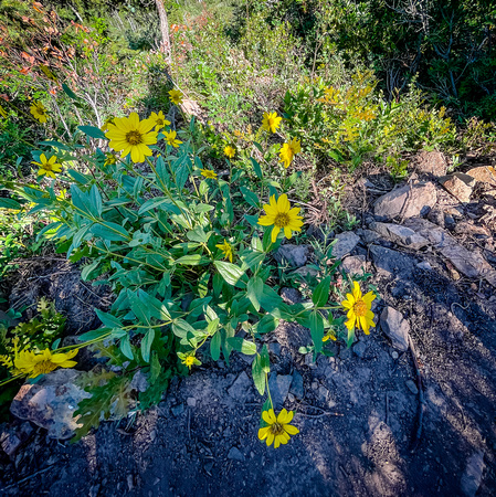 Showy Goldeneye, Heliomeris multiflora 7/7/21