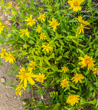 Goldeneye, Heliomeris multiflora 7/10/21