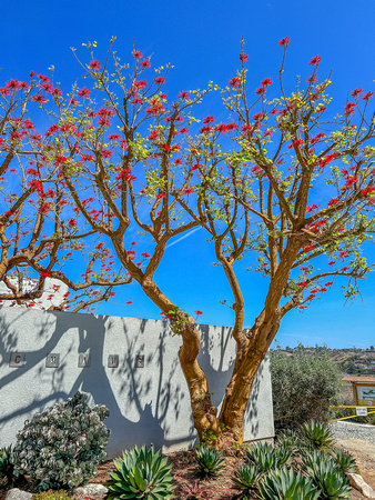 Indian Coral Tree, Erythrina variegata 9/9/22