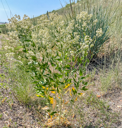 Tall Whitetop, Lepidium latifolium 7/14/21