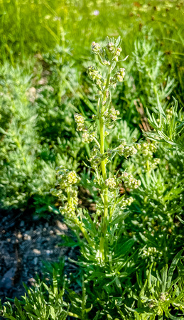 Tarragon (Mugwort), Artemisia dracunculus 7/15/21