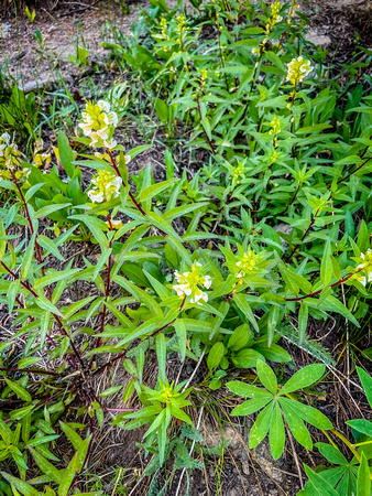 Sickletop Lousewort, Pedicularis racemosa 7/15/21