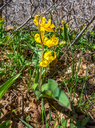 Glacier Lily, Erythronium grandiflorum 4-22-18