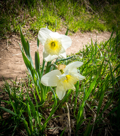 Daffodil, Narcissus 4-29-18