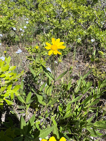 Showy Goldeneye, Heliomeris multiflora 6/2/22