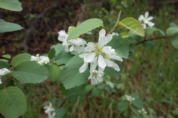 Service Berry, Amelanchier alnifolia 5-13-18