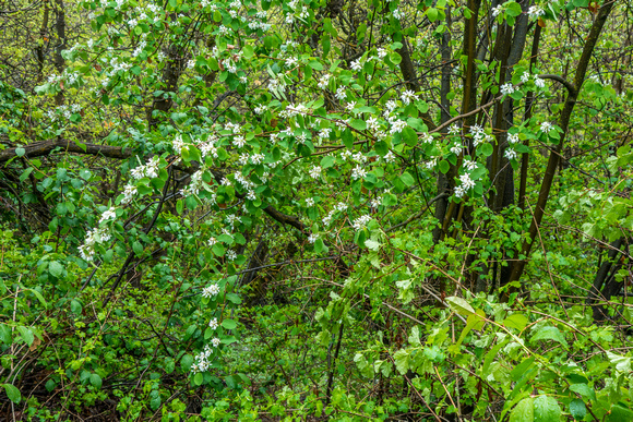 Service Berry, Amelanchier utahhesis, alnifolia 5-13-18