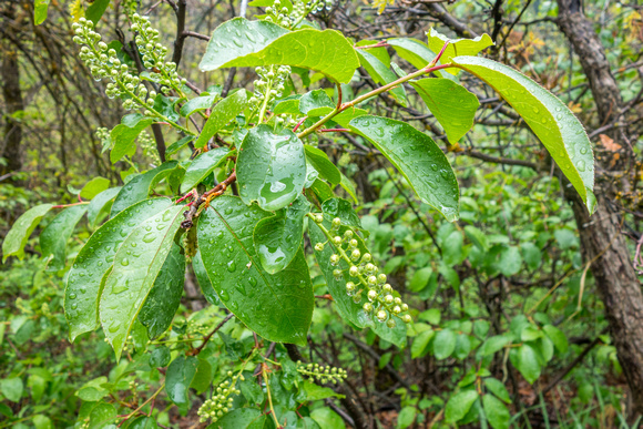 Chokeberry, Prunus virginiana 5-13-18