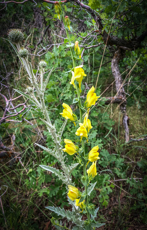 Butter and Eggs, Common Toadflax, Linaria vulgaris 5-28-18