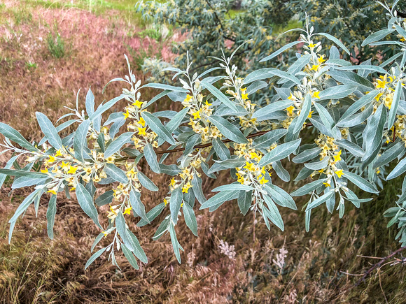 Russian Olive, Elaeganus augustfolia 5-30-18