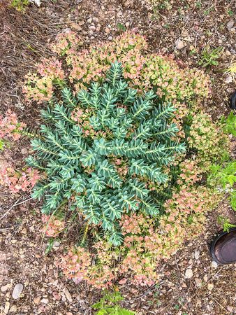 Myrtle Purge, Blue Spurge, Euphorbia myrsinites 5-30-18
