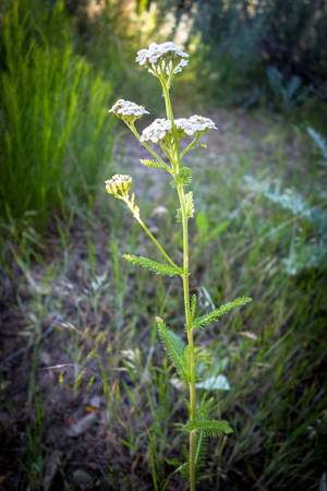 Yarrow, Achillea millefolium 6-2-18