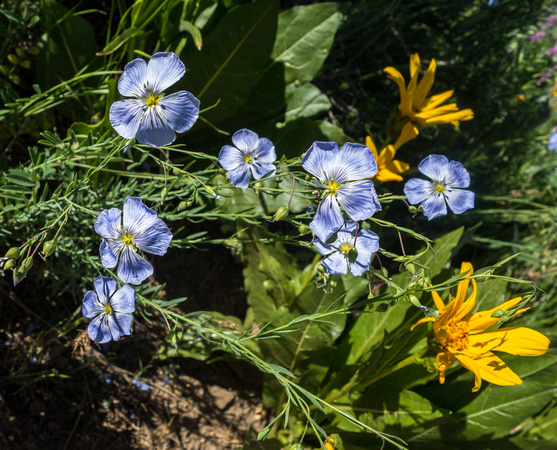 Blue Flax, Linum lewisii 6-2-18