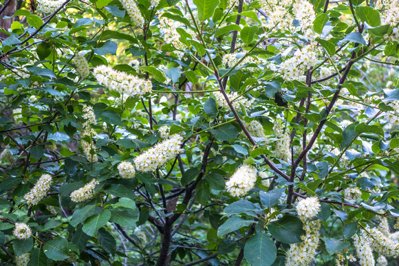 Chokeberry, Prunus virginiana 6-3-18