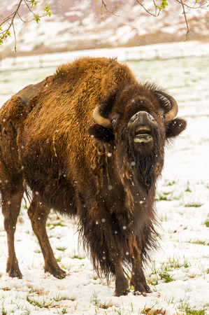 Female Bison near Torrey, Utah May 2014