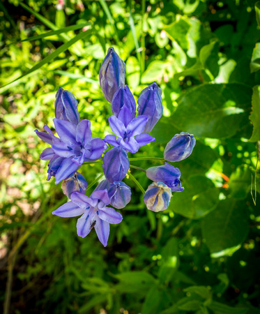 Wild Hyacinth, Triteleia grandiflora 6-10-18