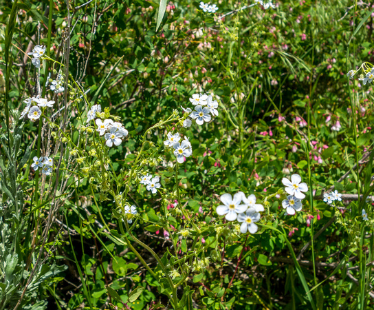 Stickseed Many flowered, Hackelia floribunda 6-10-18