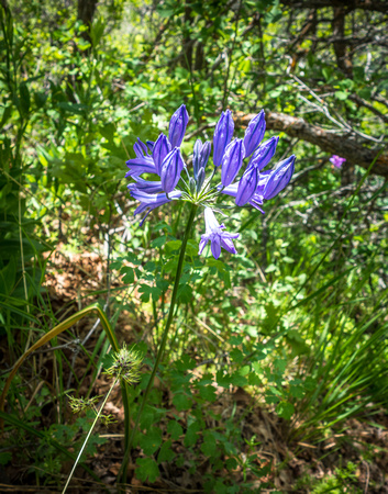 Wild Hyacinth, Indian Hyacinth, Triteleia grandiflora 6-10-18