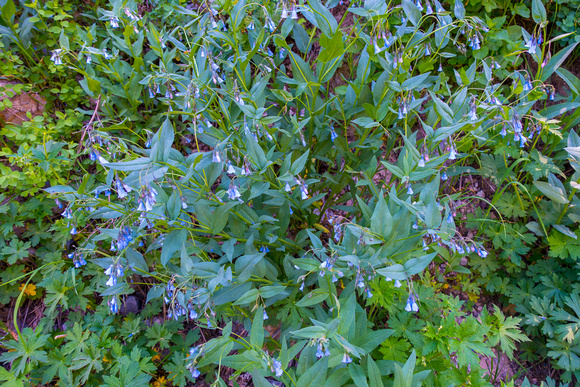 Bluebells, Mountain, Mertensia ciliata 6-16-18