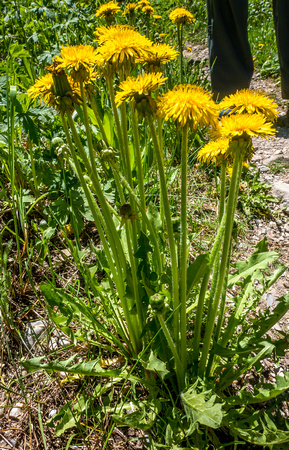 Common Dandelion, Taraxacum officinale 6-16-18
