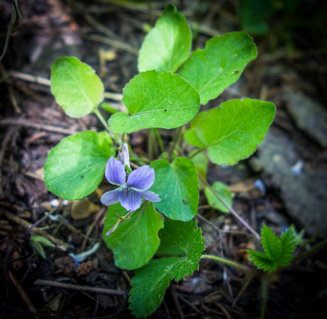 Blue violet, Viola adunca 6-16-18