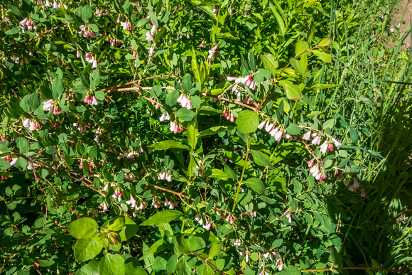 Snowberry, Symphoricarpos rotundifolius 6-20-18