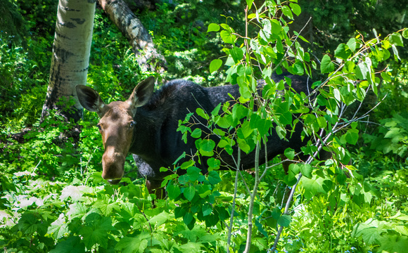 A young moose in Willow Heights, Big Cottonwood Canyon 6-20-18