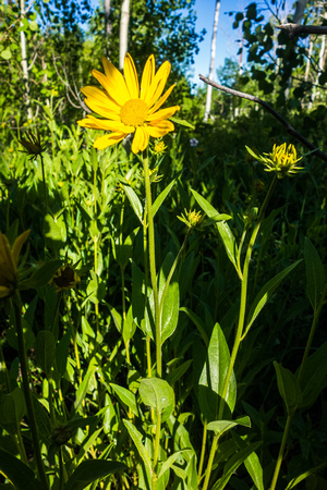 One-headed Sunflower, Helianthella uniflora 6-20-18