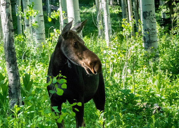 Young moose in Big Cottonwood Canyon 6-22-18