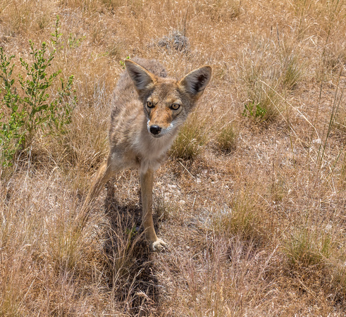 Coyote in Antelope Island 6-24-18