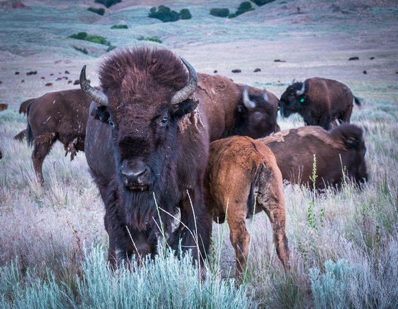 Bison mom with calf on Antelope Island. 6-24-18