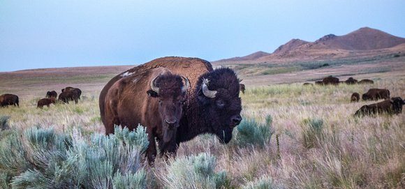Bison on Antelope Island 6-24-18
