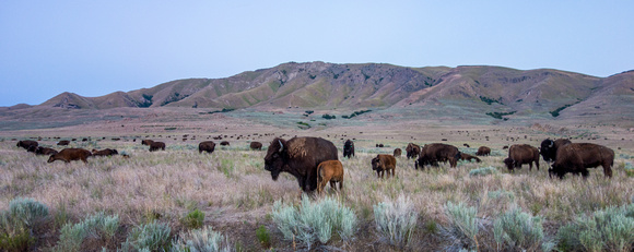 Free ranging Bison on Antelope Island 6-14-18
