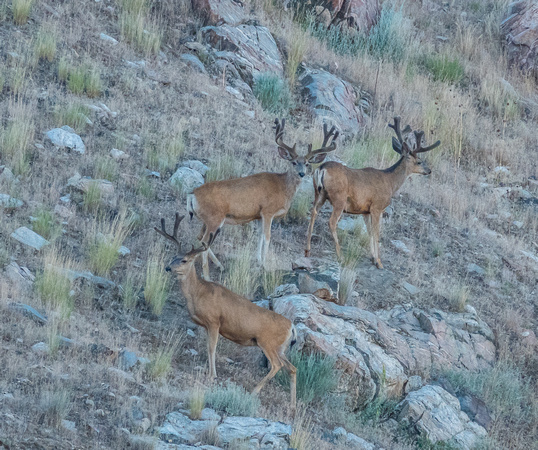 Deer in Antelope Island 6-24-18