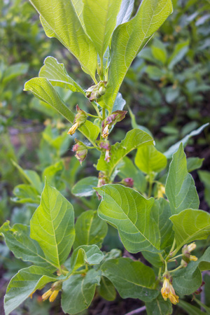 Black Twinberry, Lonicera involucrata 6-27-18