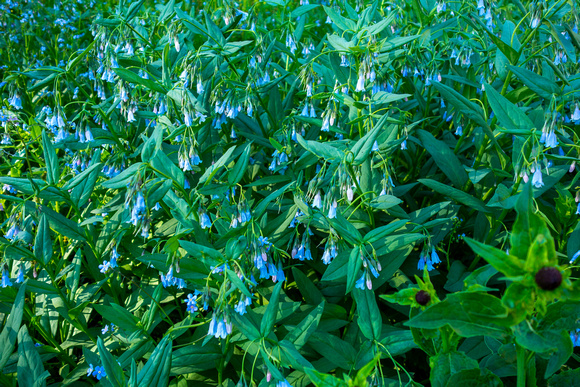 Mountain Bluebells, Mertensia cilliata 6-27-18
