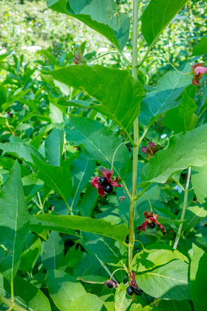 Black Twinberry, Laonicera involucrata 7-7-18