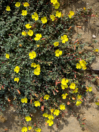 Peak Rushrose, Croanthemum scoparium 10/20/23