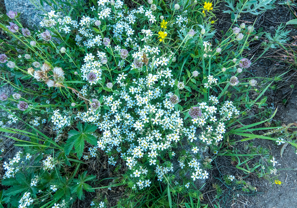Flaxflower, Leptosiphon nuttallii 7-15-18